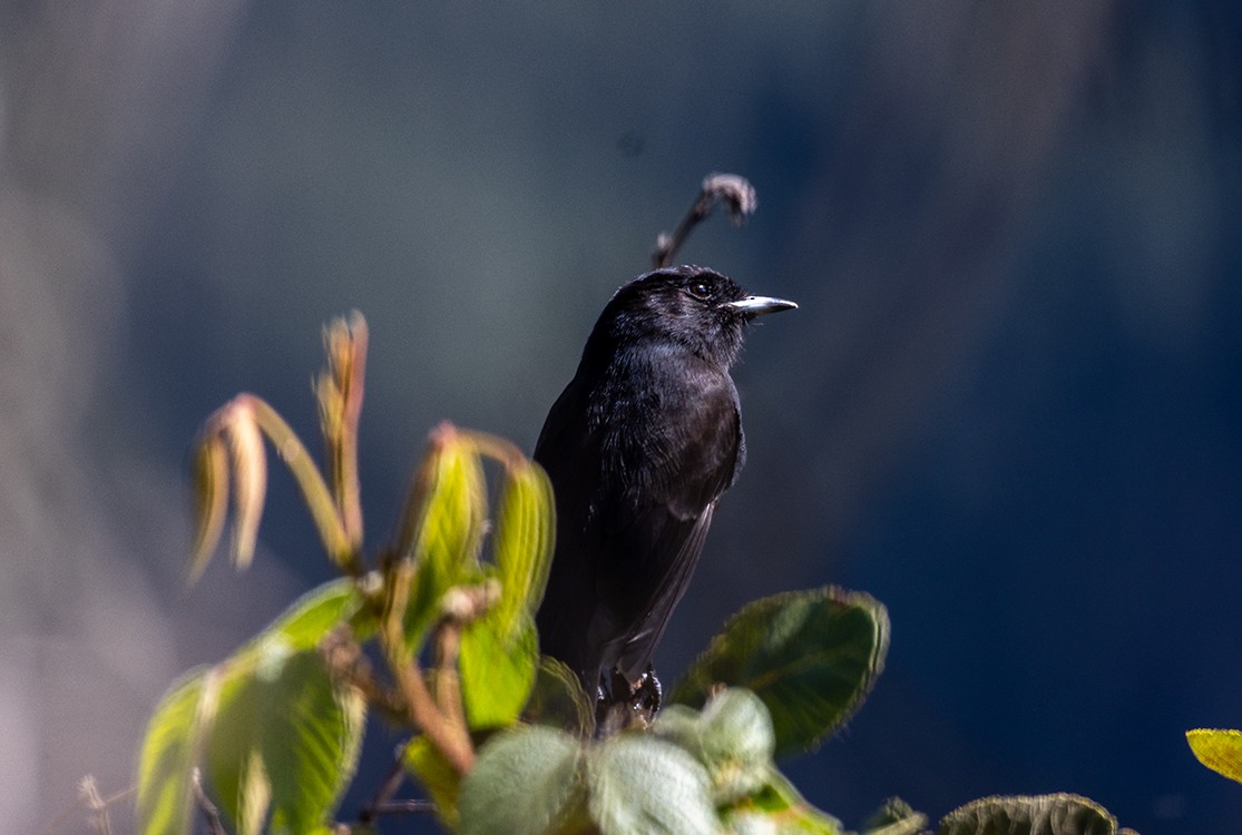 White-winged Black-Tyrant - ML619047961