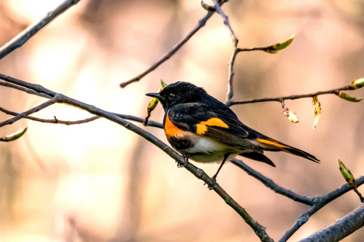 American Redstart - Richard Stern