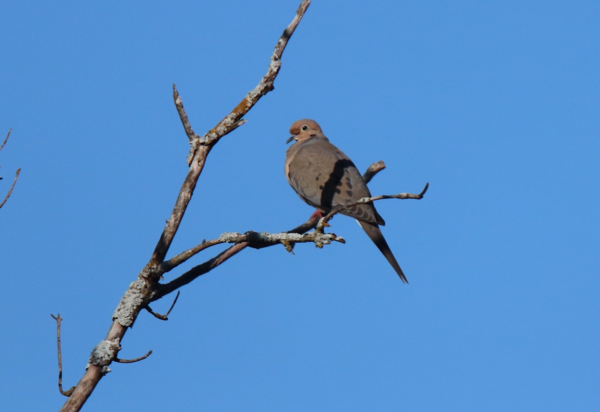 Mourning Dove - Ruth King
