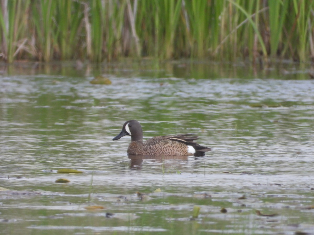 Blue-winged Teal - ML619047991