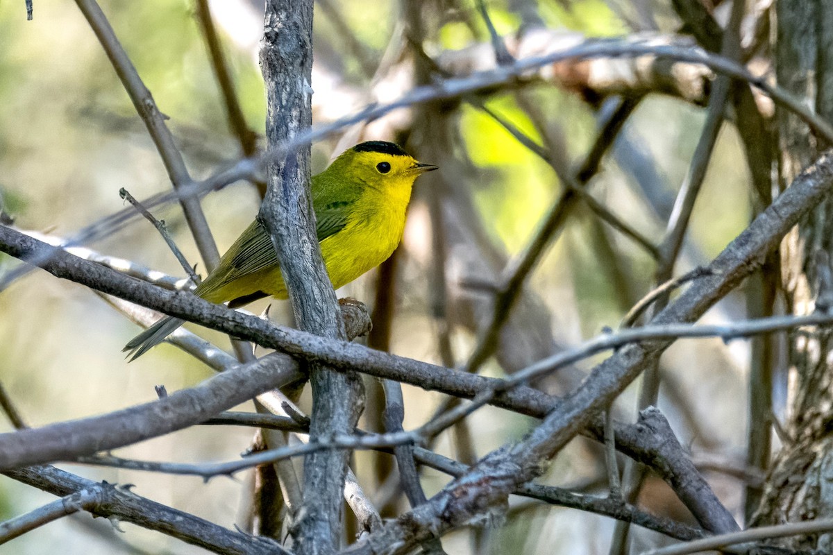 Wilson's Warbler - Richard Stern