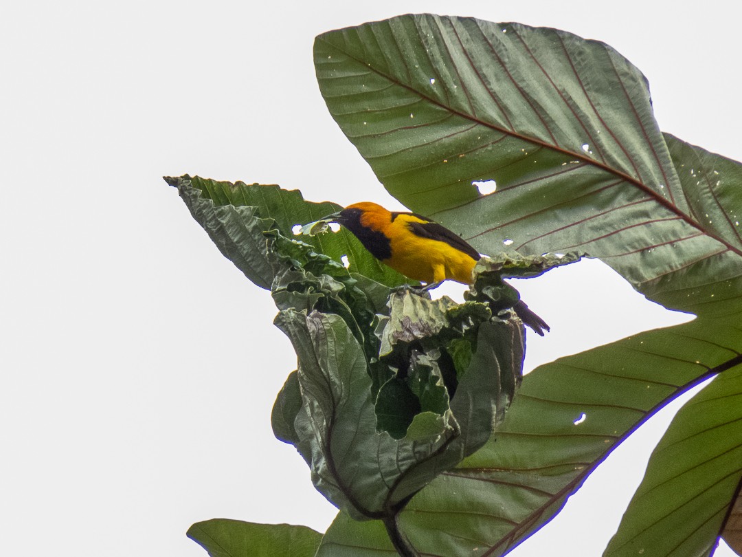 Orange-crowned Oriole - ML619048010