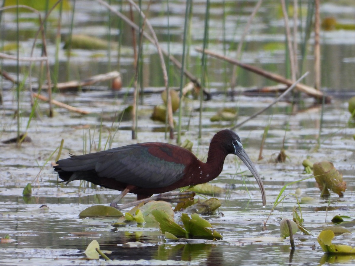 Glossy Ibis - Robert Salisbury