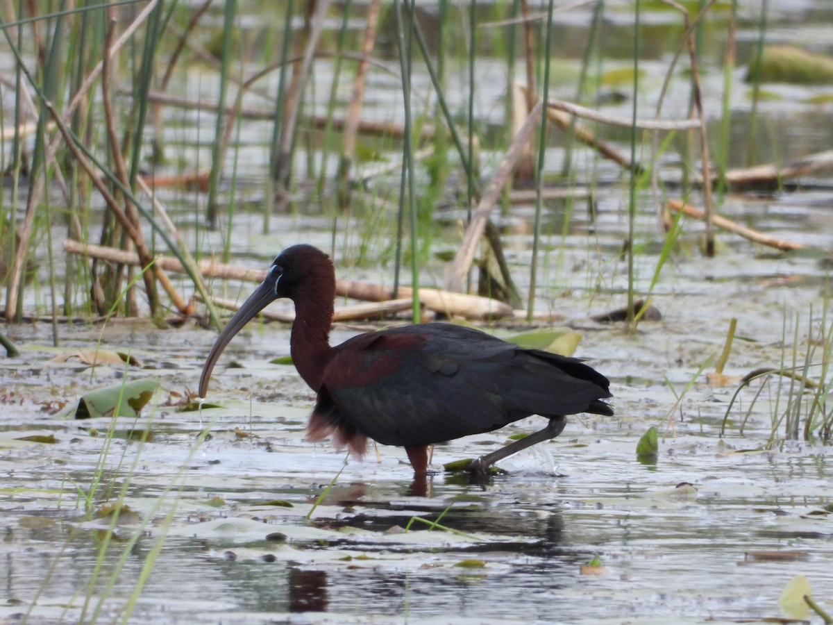 Glossy Ibis - Robert Salisbury