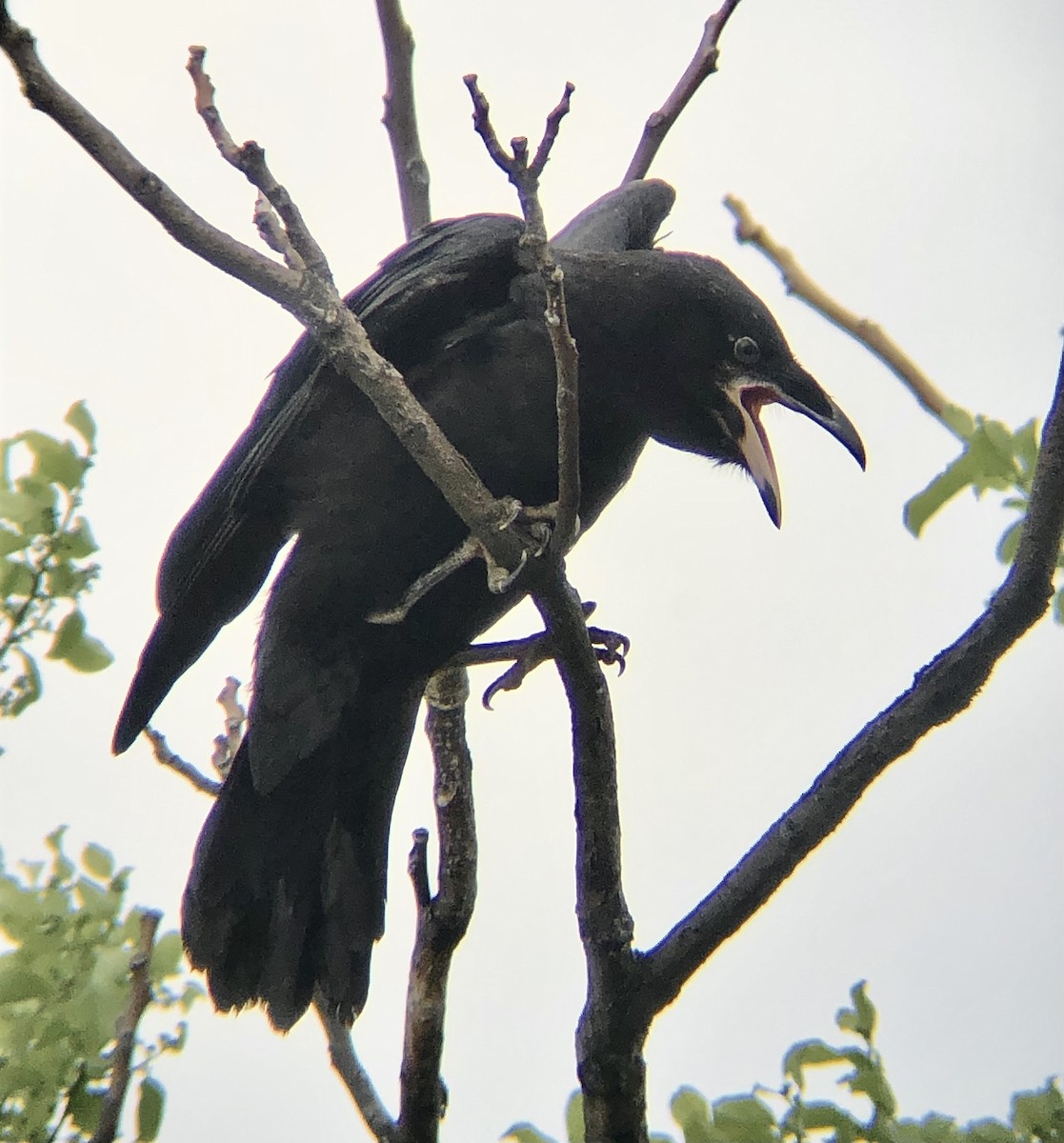 Common Raven - KZ F
