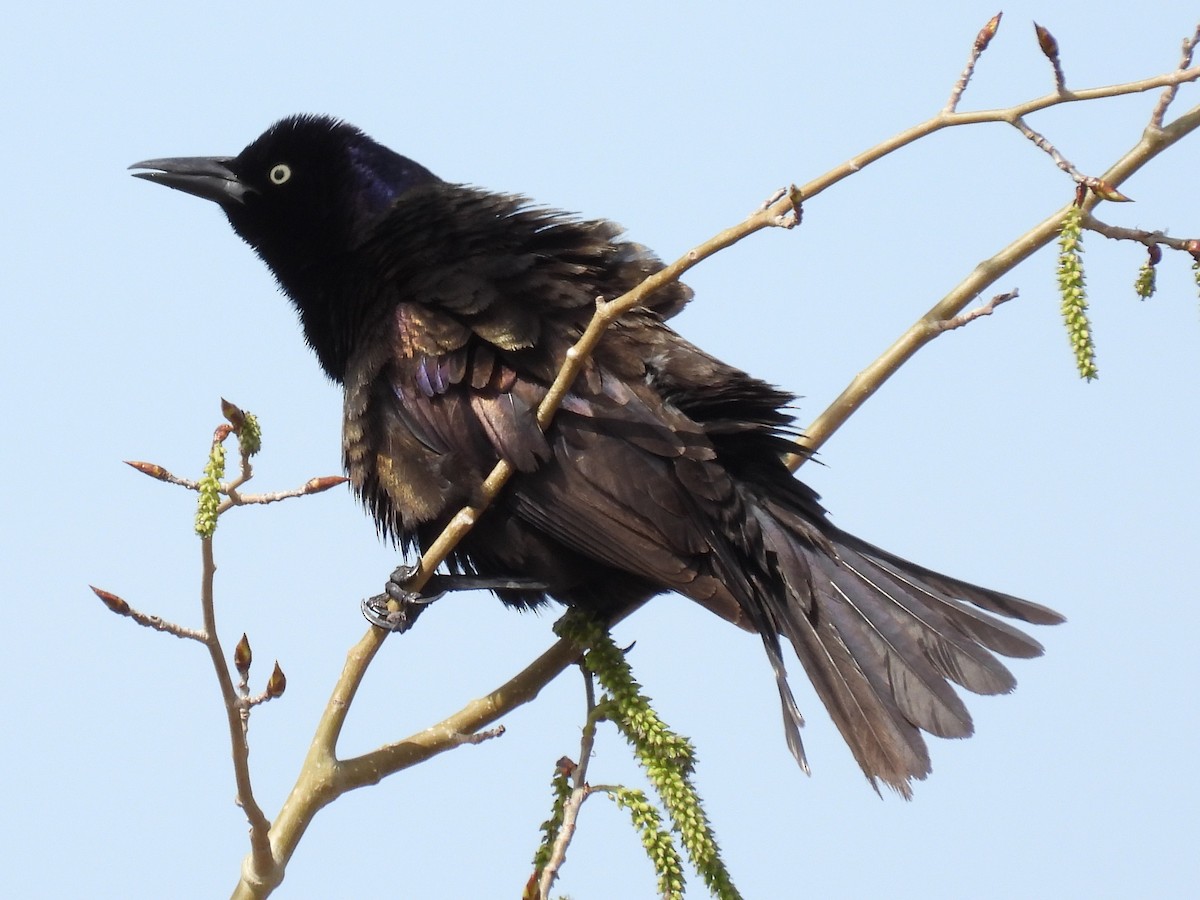 Common Grackle - Ted Hogg