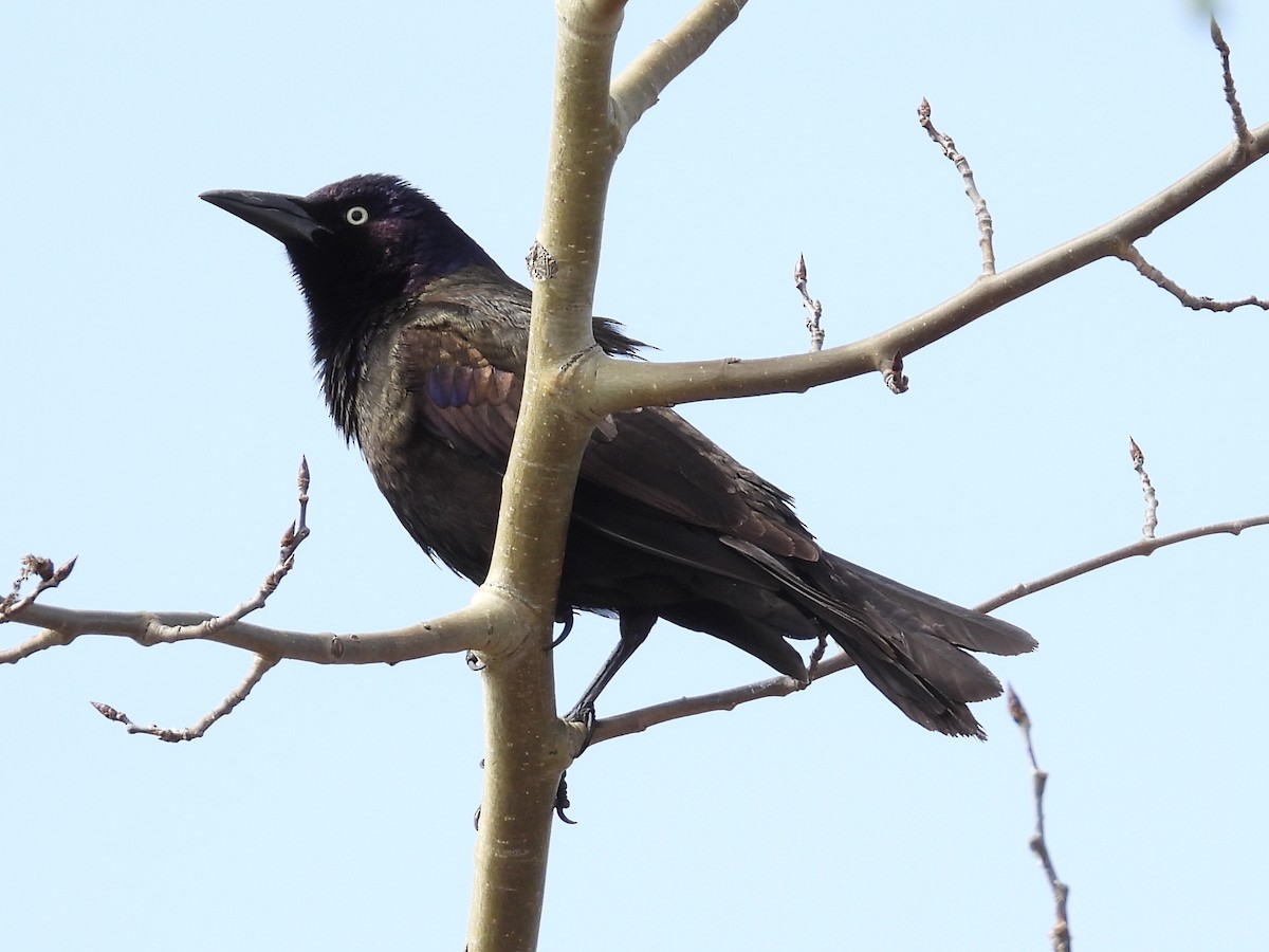 Common Grackle - Ted Hogg