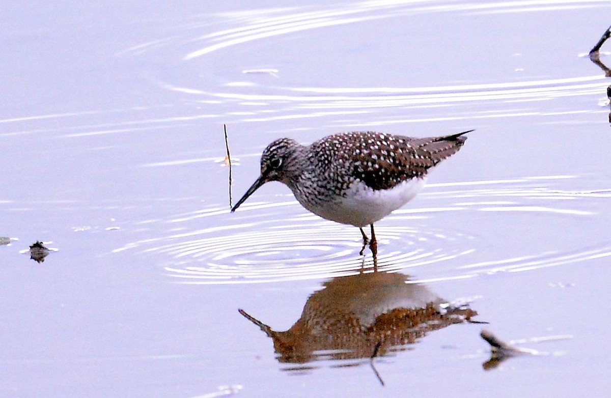 Greater Yellowlegs - Denis Quinn