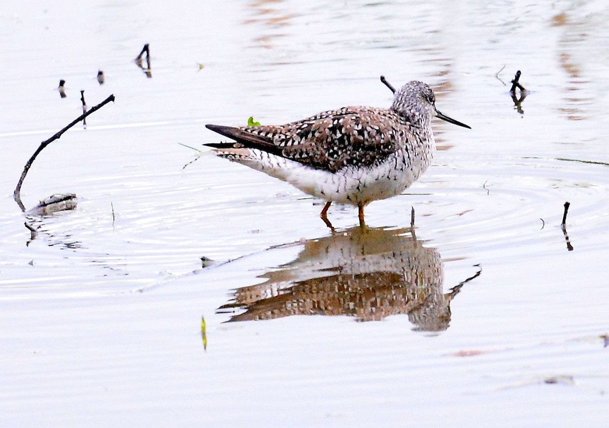 Greater Yellowlegs - ML619048124