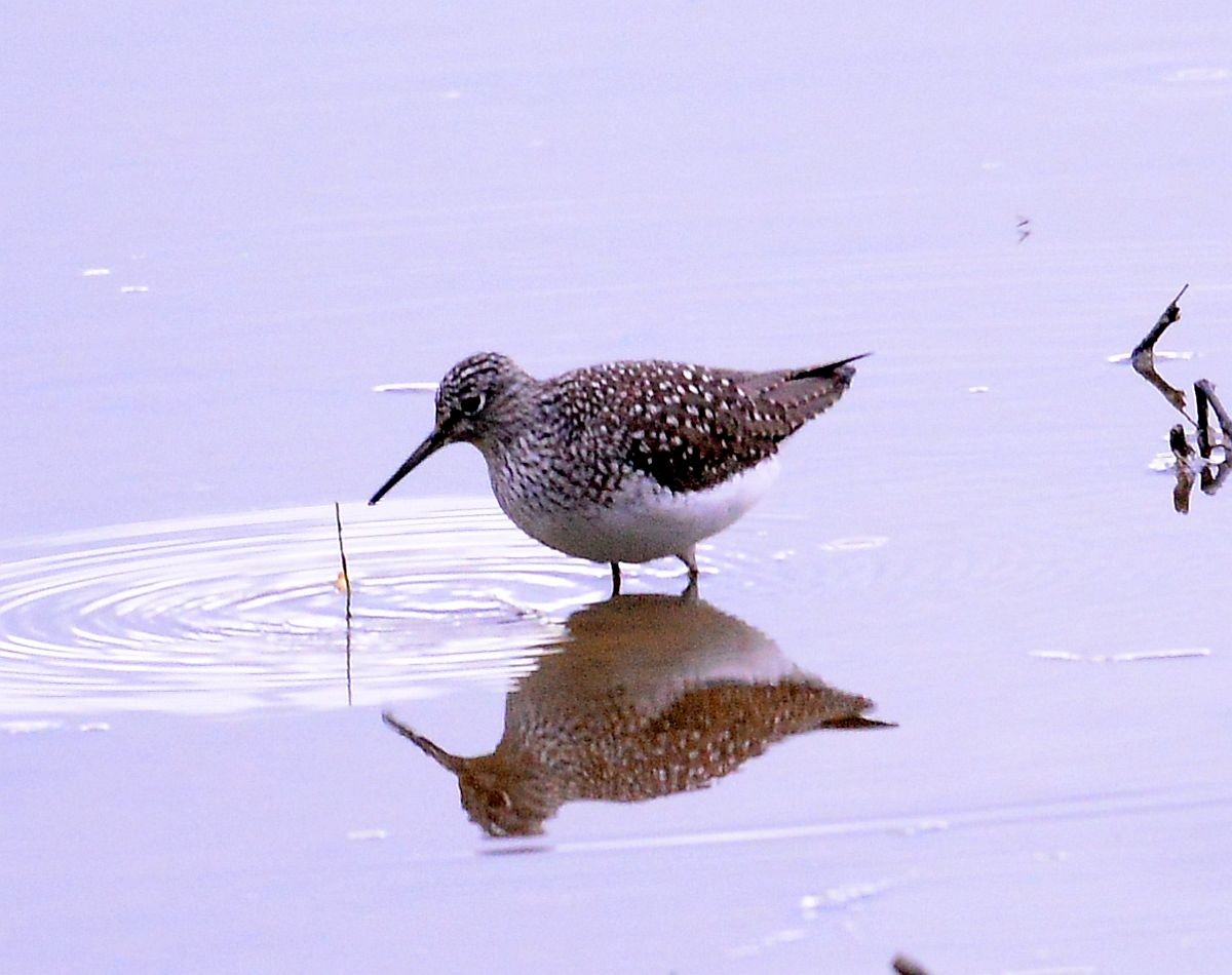 Greater Yellowlegs - ML619048125