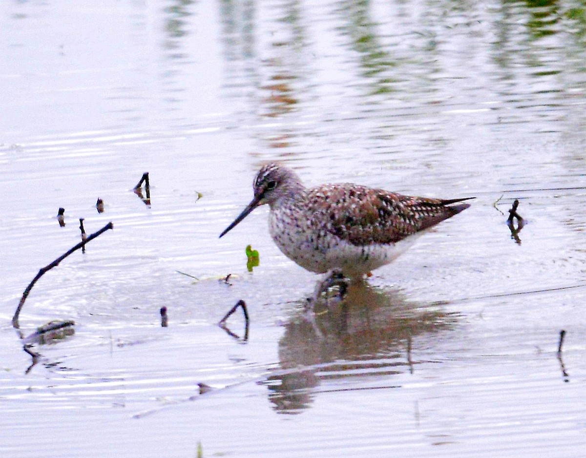 Greater Yellowlegs - ML619048126