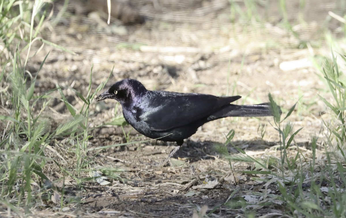 Brewer's Blackbird - ML619048131