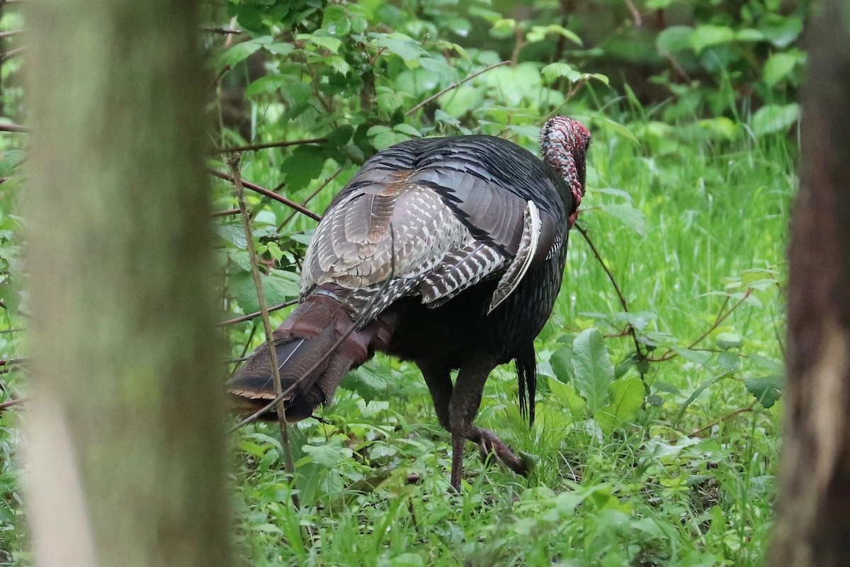 Wild Turkey - ML619048151