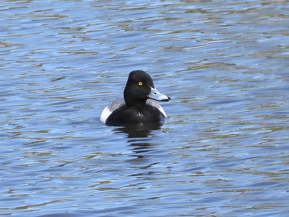 Lesser Scaup - Ted Hogg