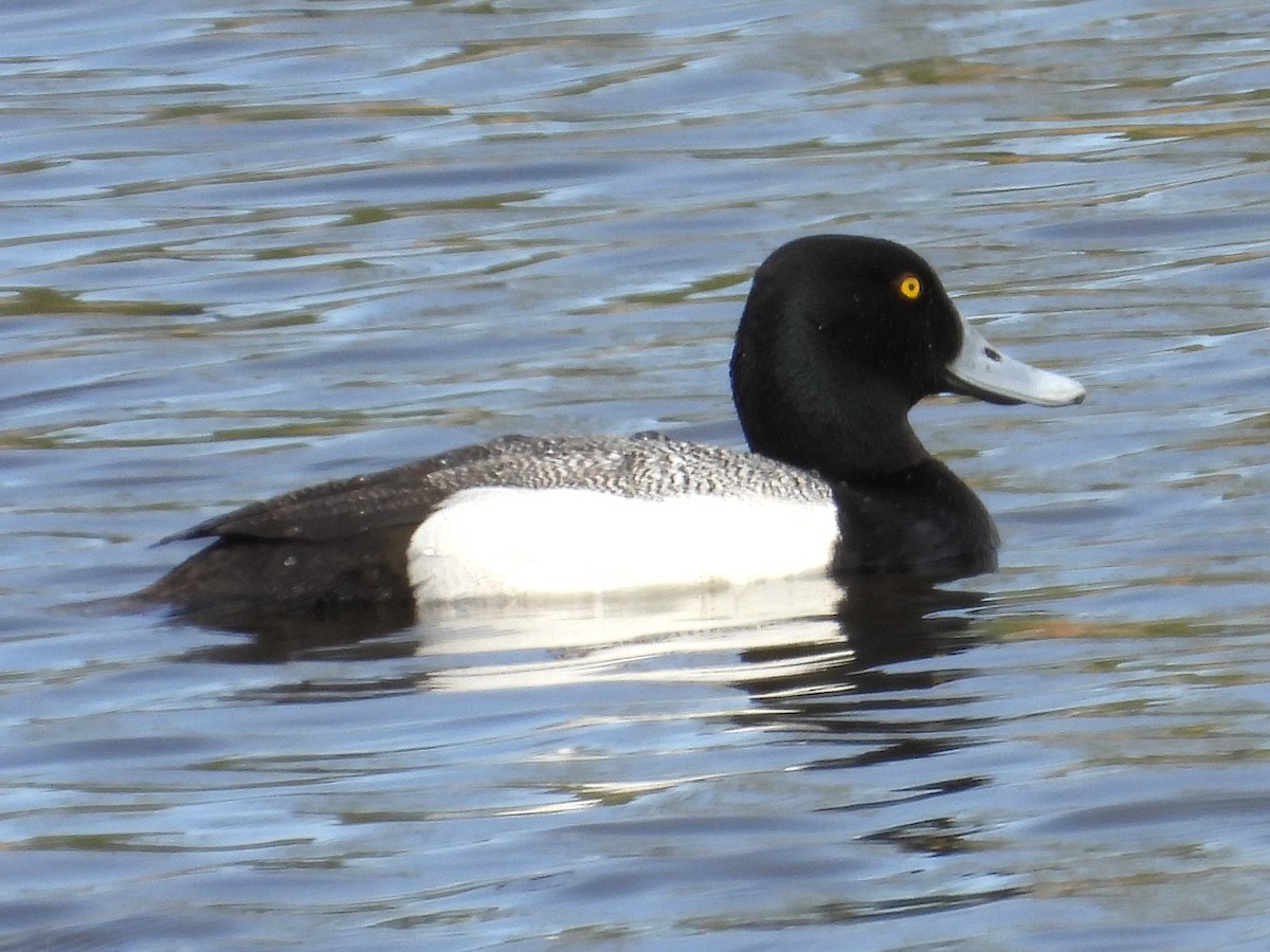 Lesser Scaup - Ted Hogg