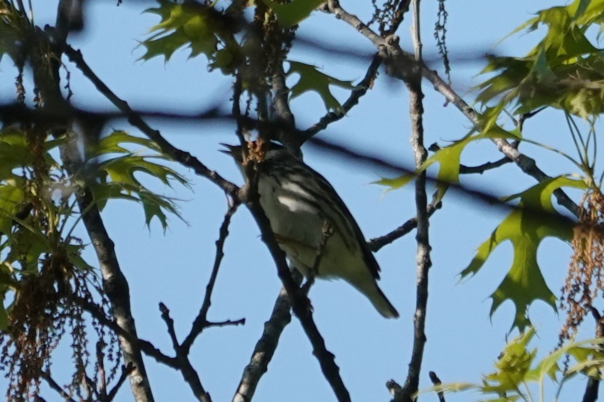 Blackpoll Warbler - Martha Corfman