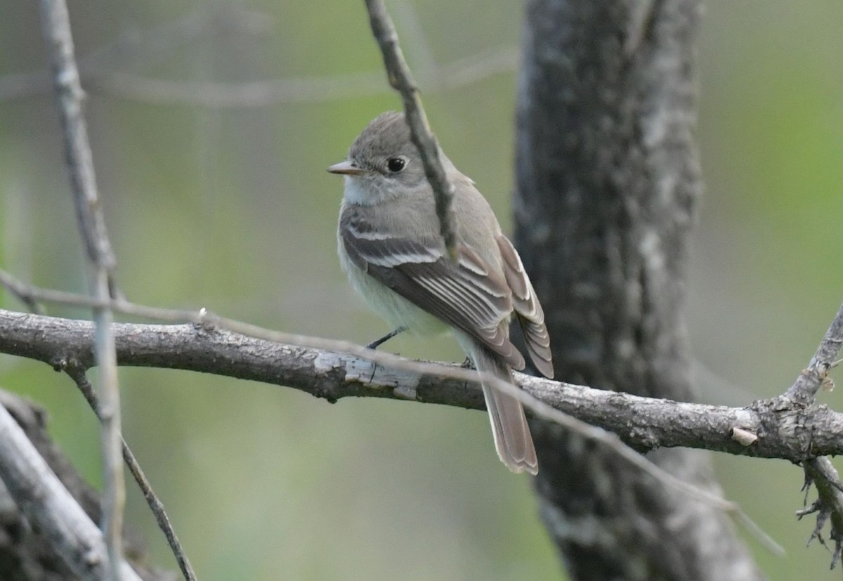 Hammond's Flycatcher - Ernest Crvich