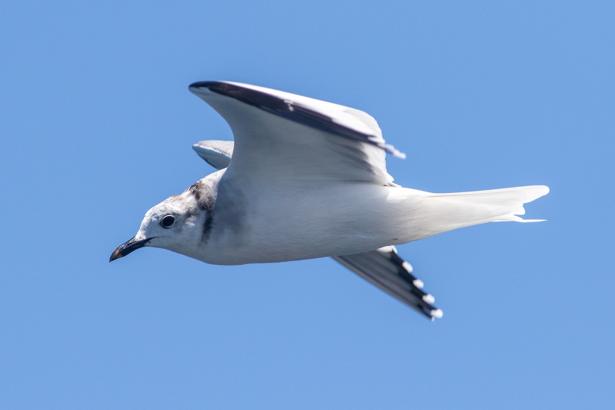 Sabine's Gull - Rob Fowler