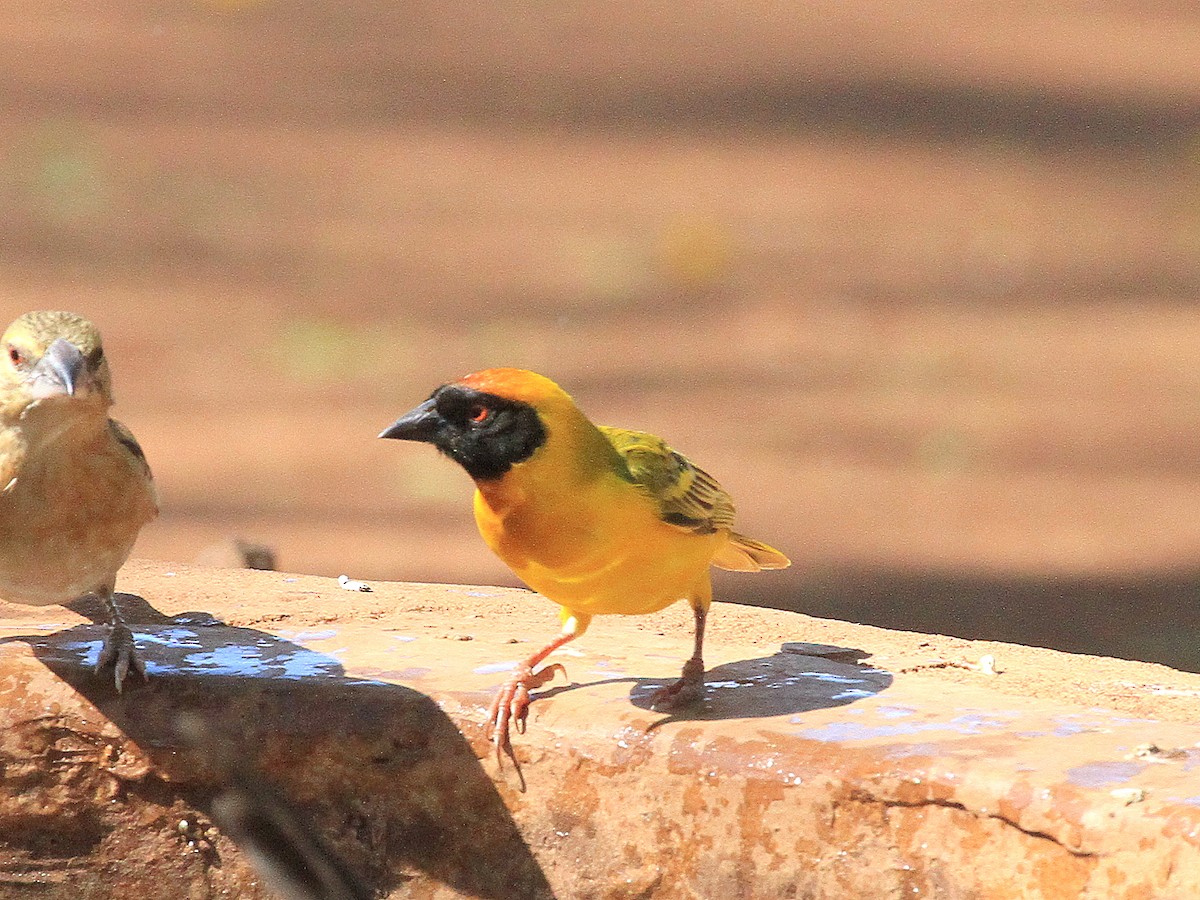 Vitelline Masked-Weaver - Geoff Butcher