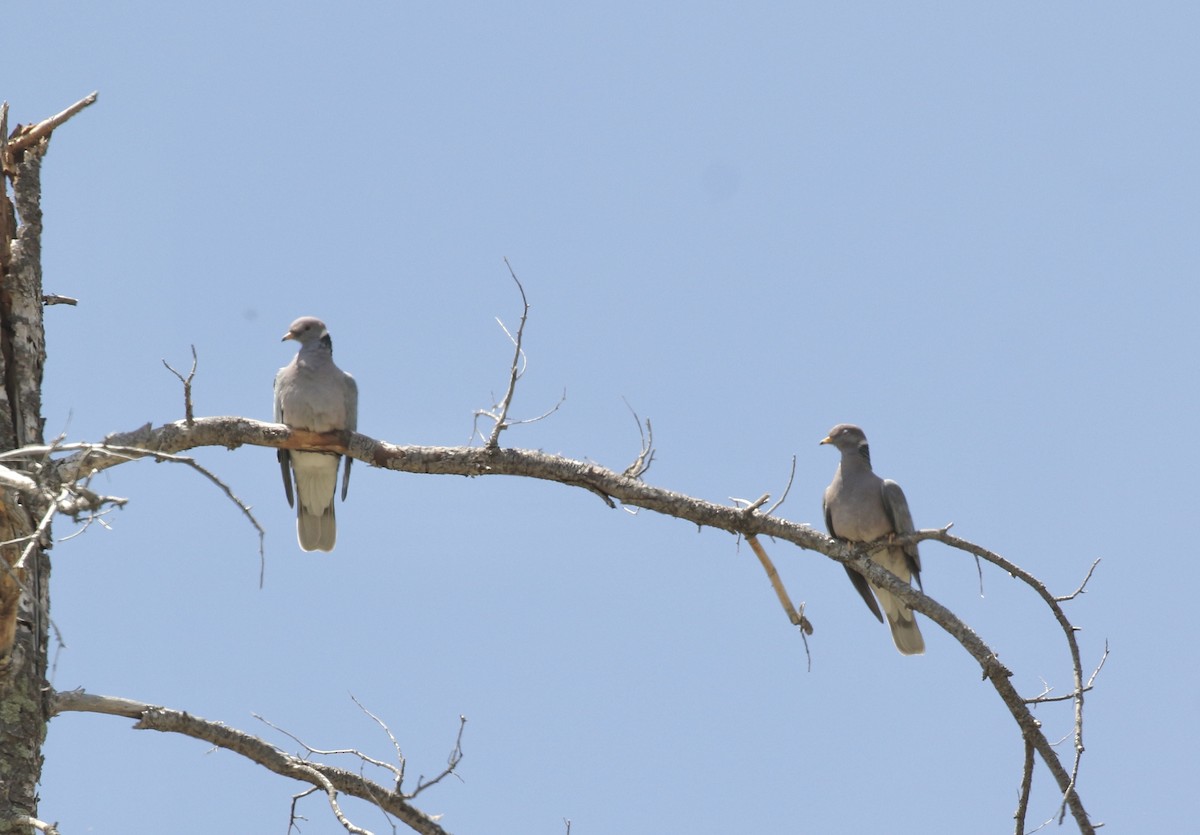 Band-tailed Pigeon - ML619048183