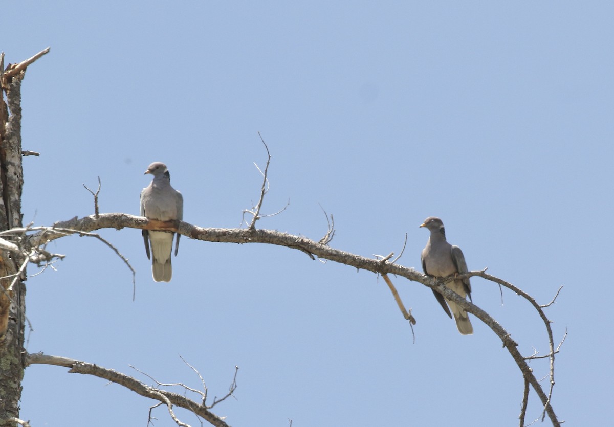 Band-tailed Pigeon - Mary Backus