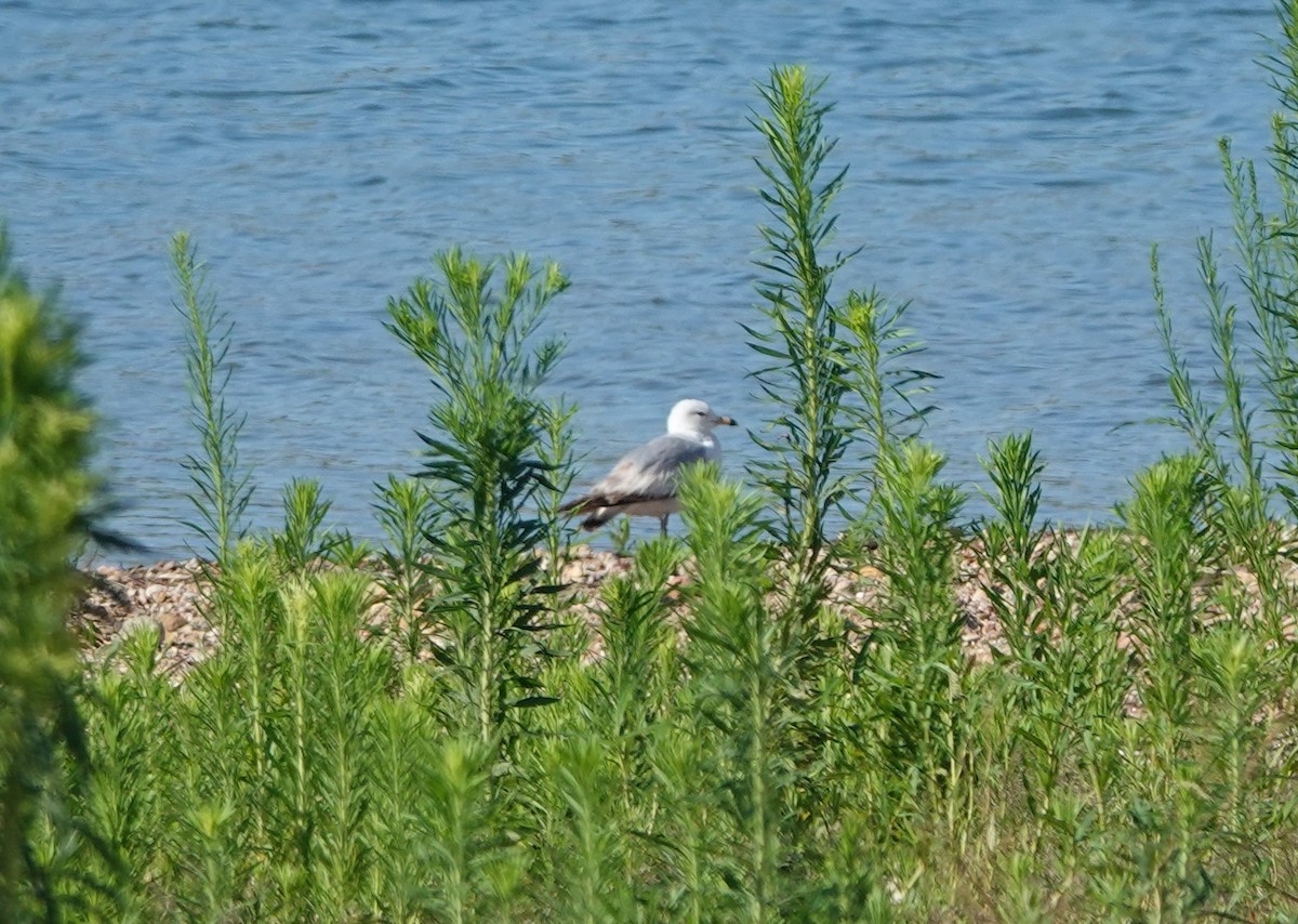 Ring-billed Gull - Jane Tillman