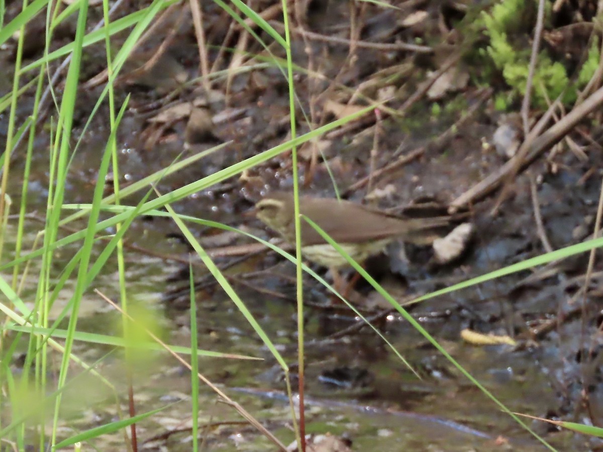 Northern Waterthrush - ML619048202