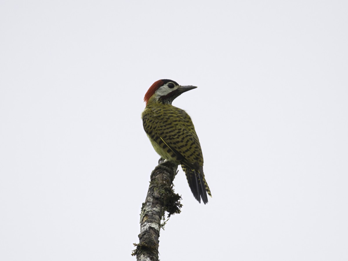 Spot-breasted Woodpecker - Alex Mesquita