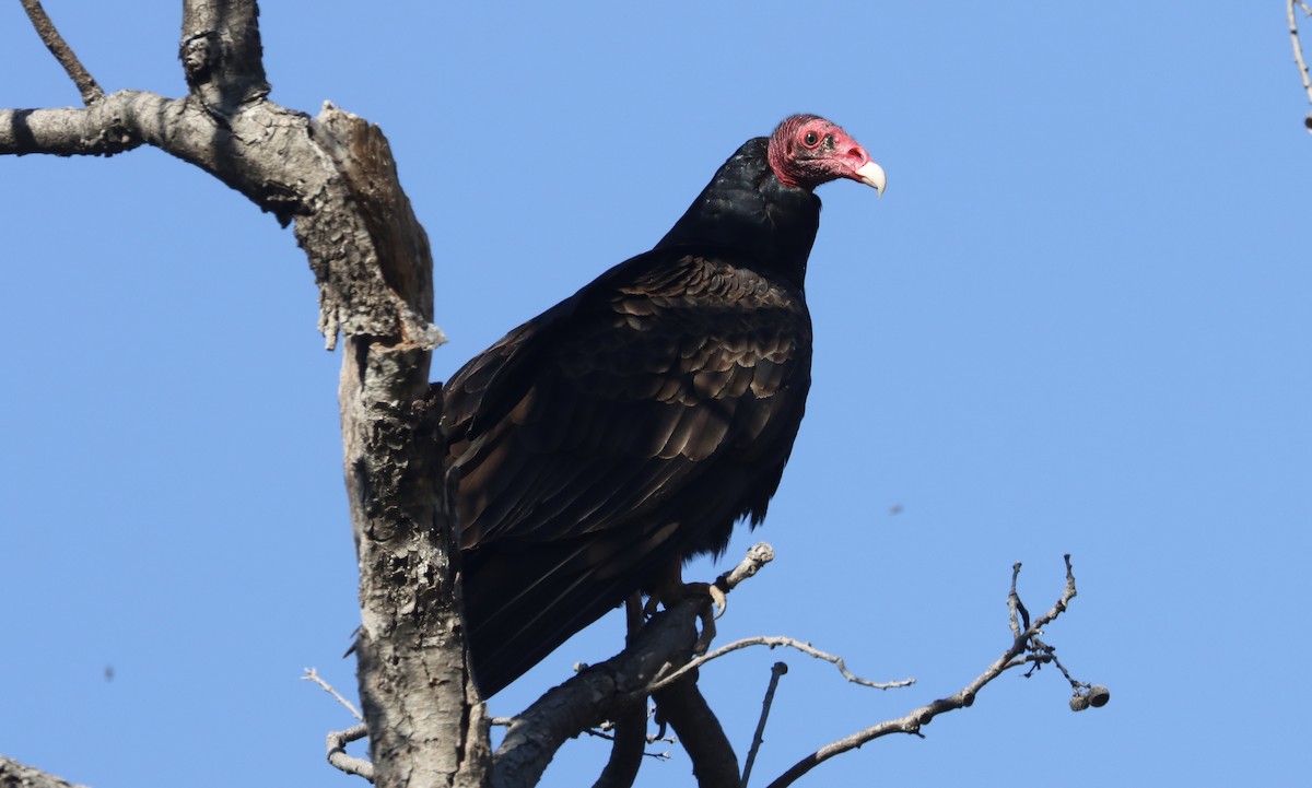 Turkey Vulture - Douglas Hall
