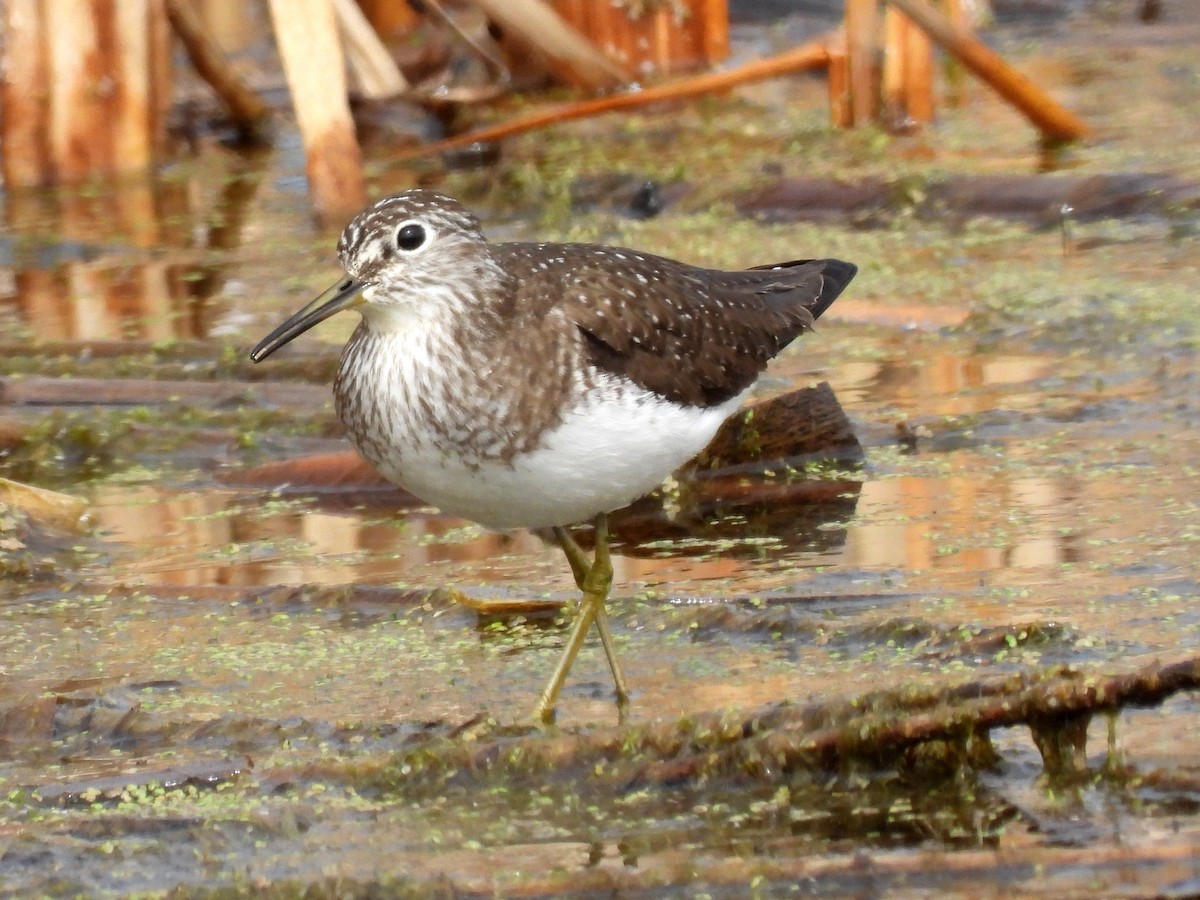 Solitary Sandpiper - ML619048221