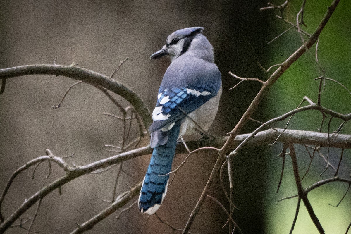 Blue Jay - Ed McGee