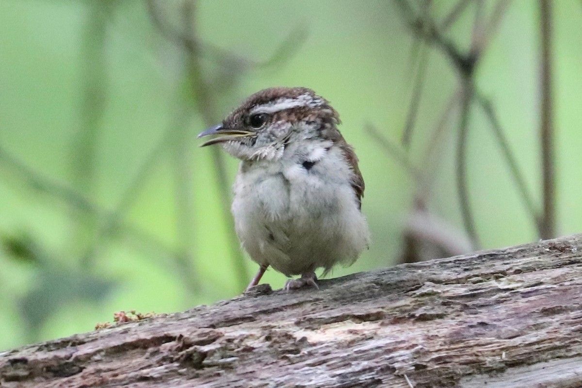 Carolina Wren - ML619048241