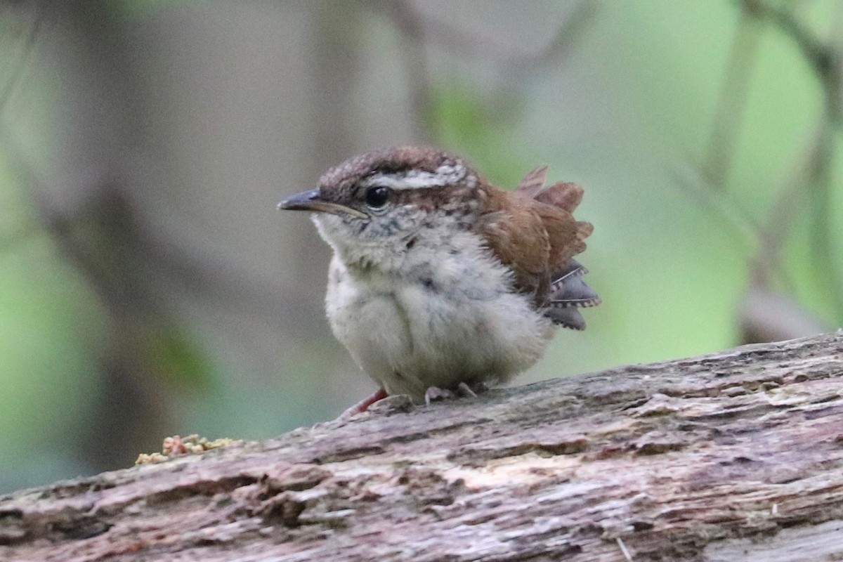 Carolina Wren - ML619048242