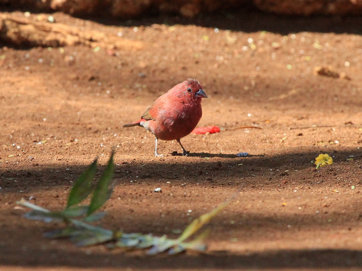 Red-billed Firefinch - ML619048298