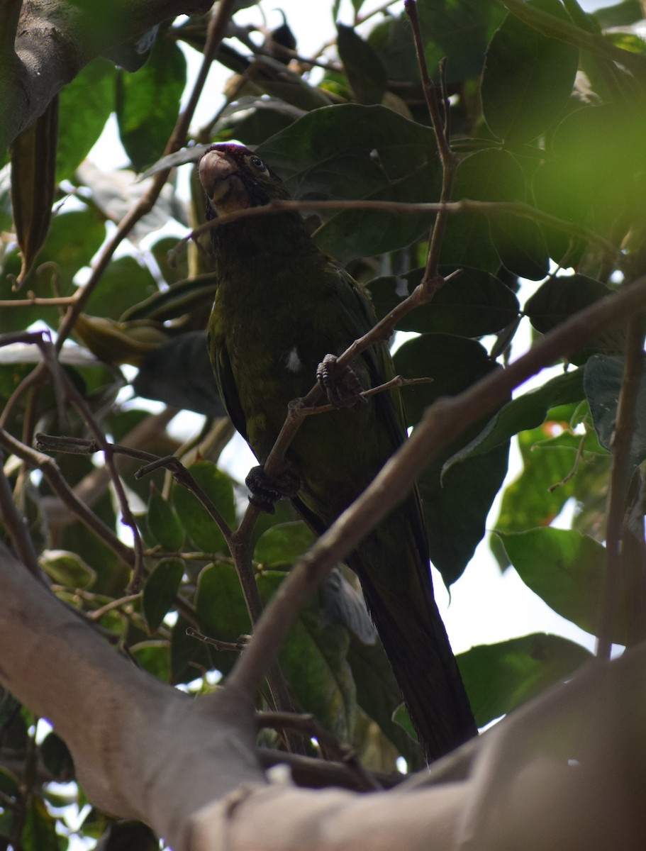 Mitred Parakeet (Mitred) - Monica Paredes Mejia