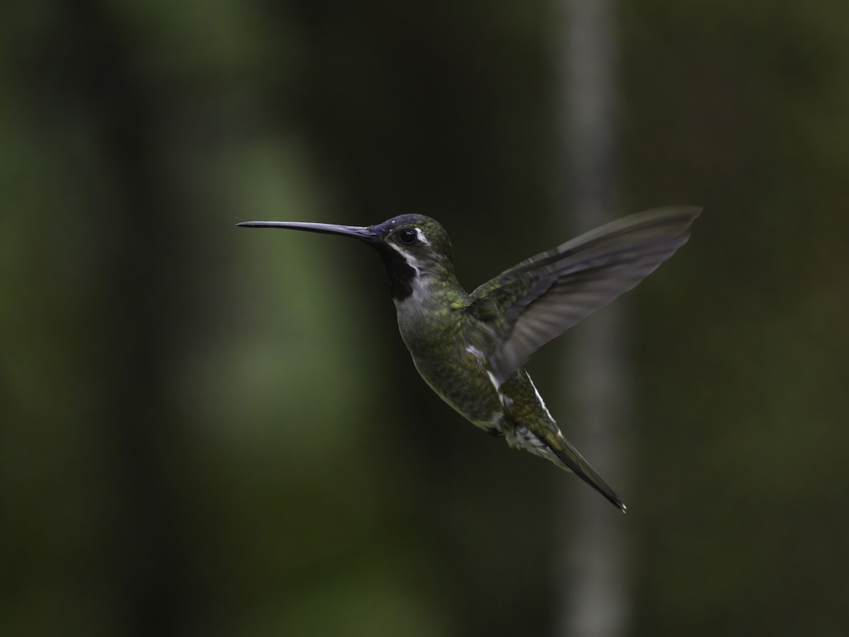 Long-billed Starthroat - Alex Mesquita