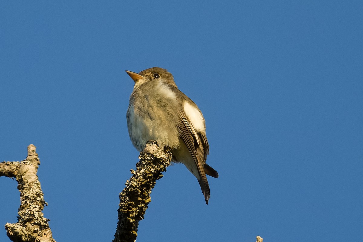 Olive-sided Flycatcher - Les Peterson