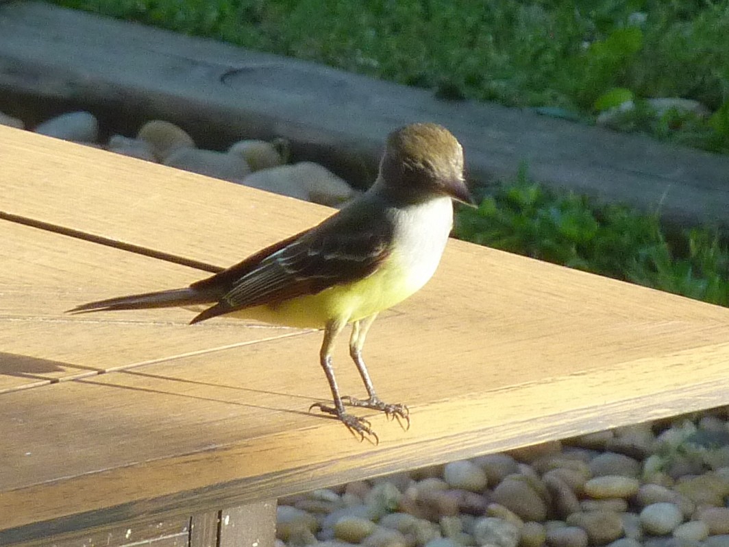 Great Crested Flycatcher - Anonymous