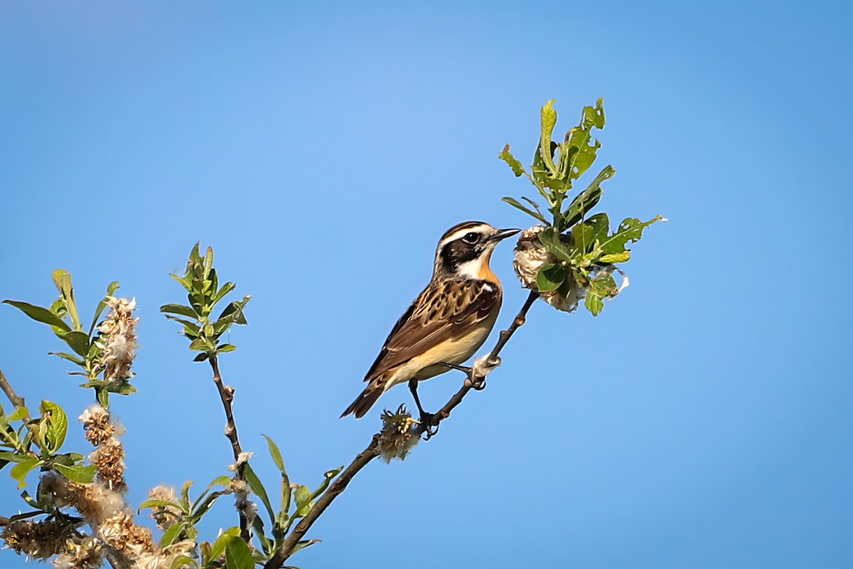 Whinchat - Samuel Hernández