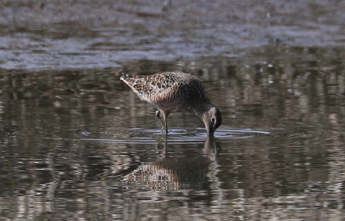 Long-billed Dowitcher - Tom Beeke