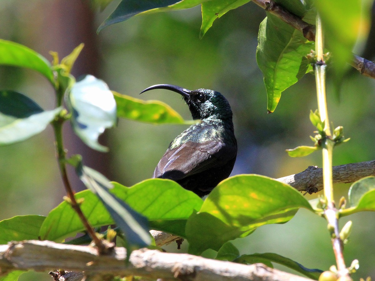 Bronze Sunbird - Geoff Butcher