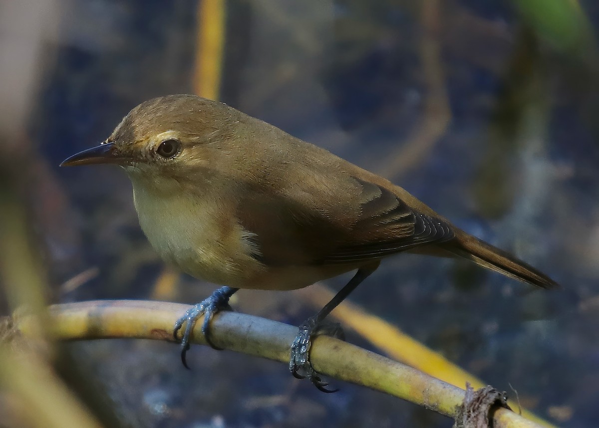 Australian Reed Warbler - ML619048476