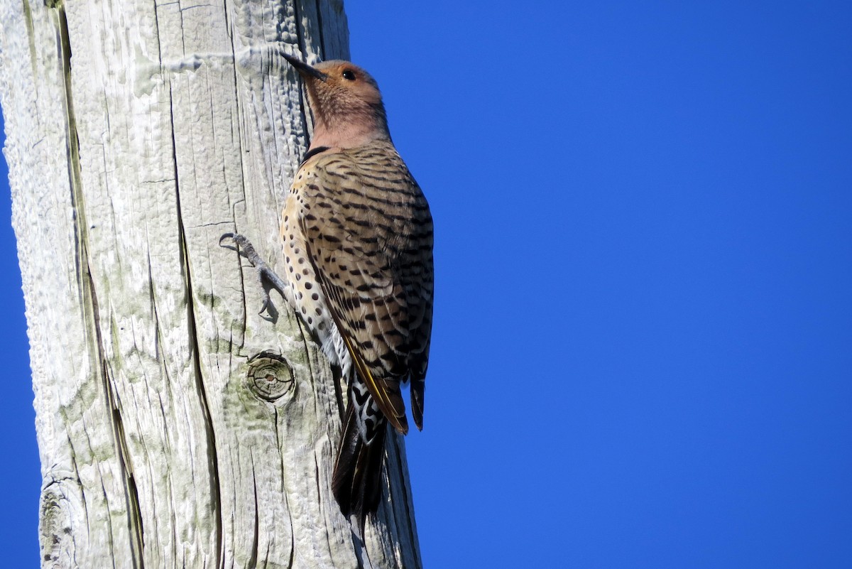 Northern Flicker - ML619048480