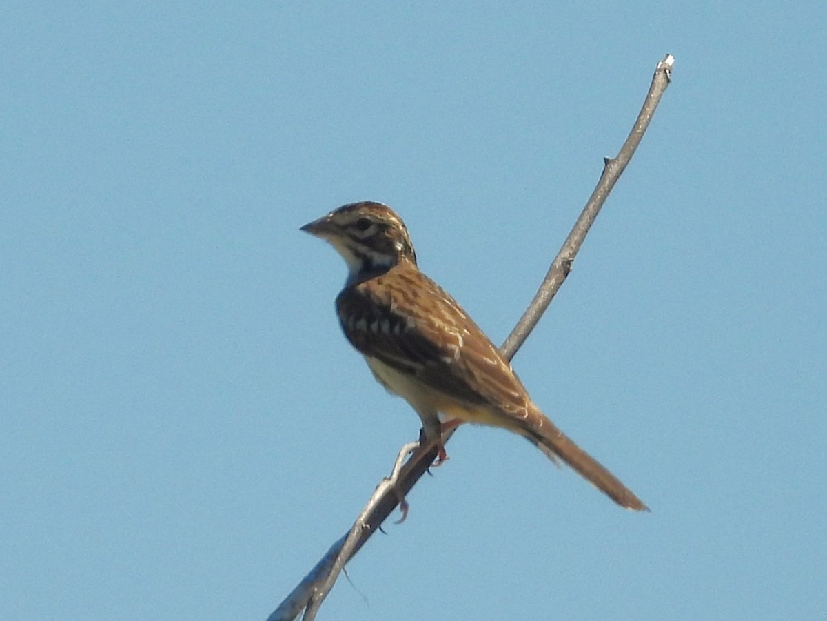 Lark Sparrow - Nick Komar