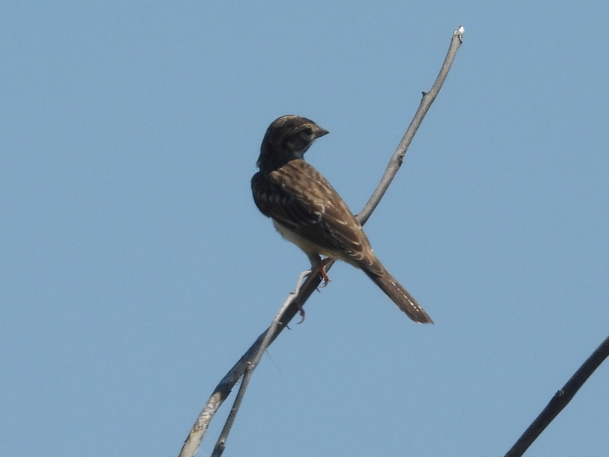 Lark Sparrow - Nick Komar