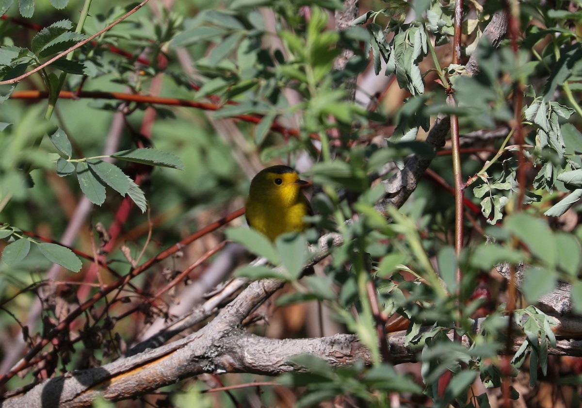 Wilson's Warbler - ML619048490