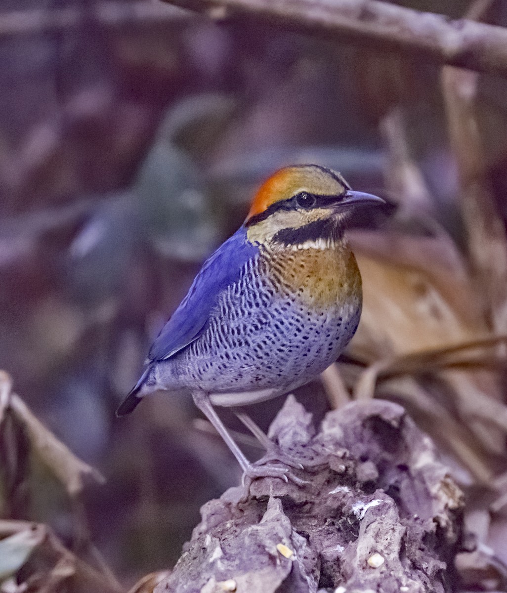 Brève bleue - ML619048491