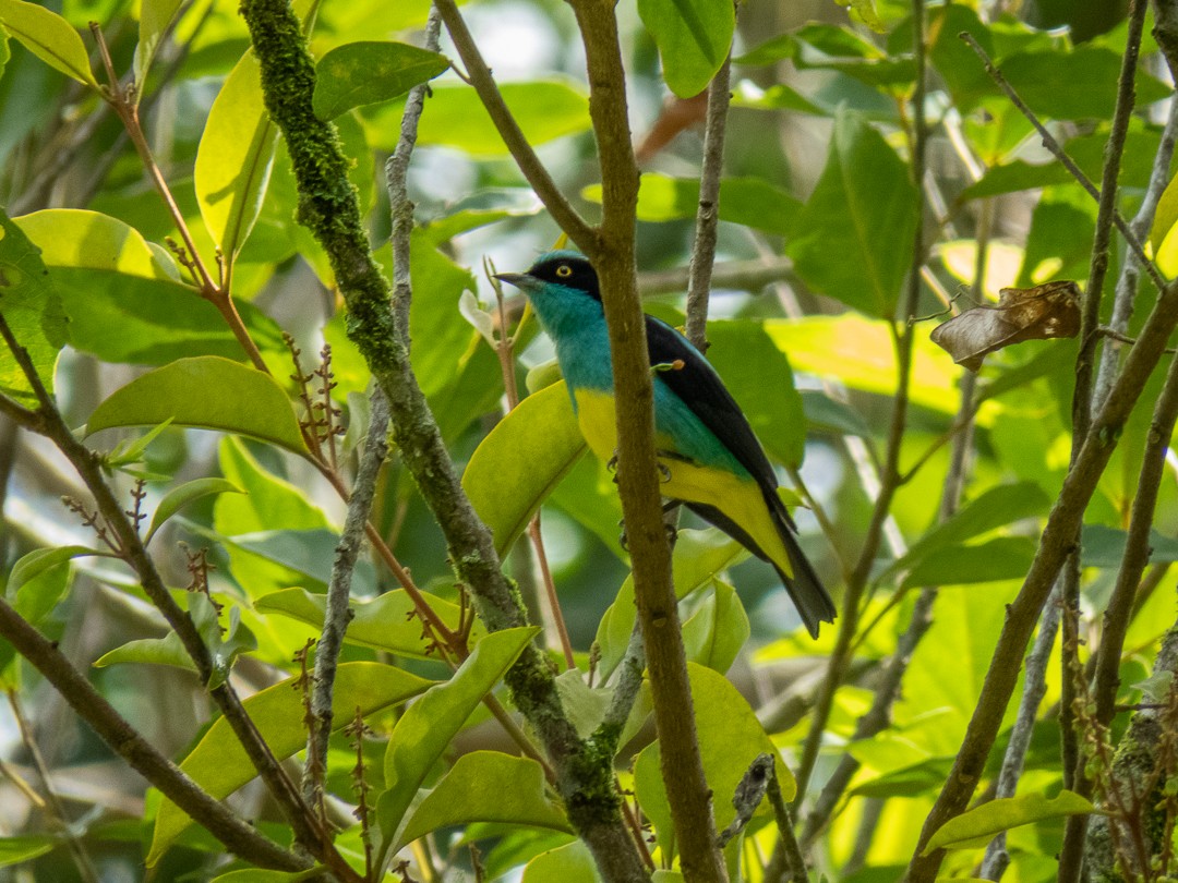 Black-faced Dacnis - Juan  Giraldo G