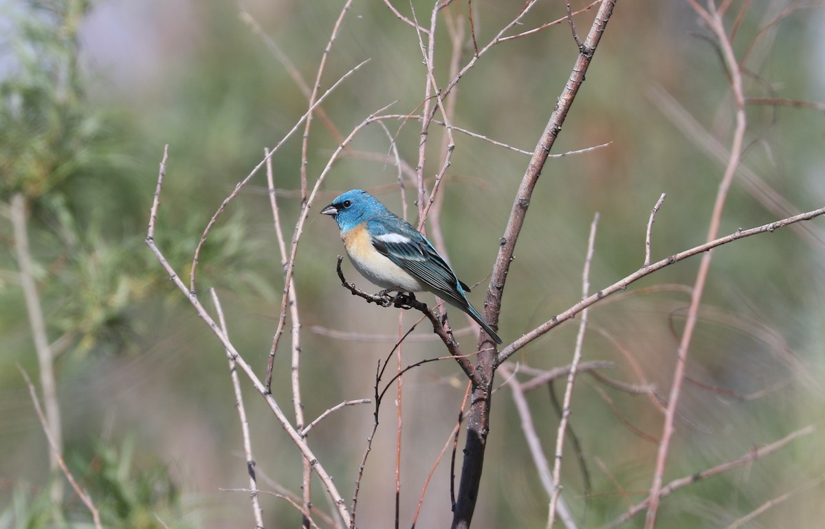 Lazuli Bunting - Tom Beeke