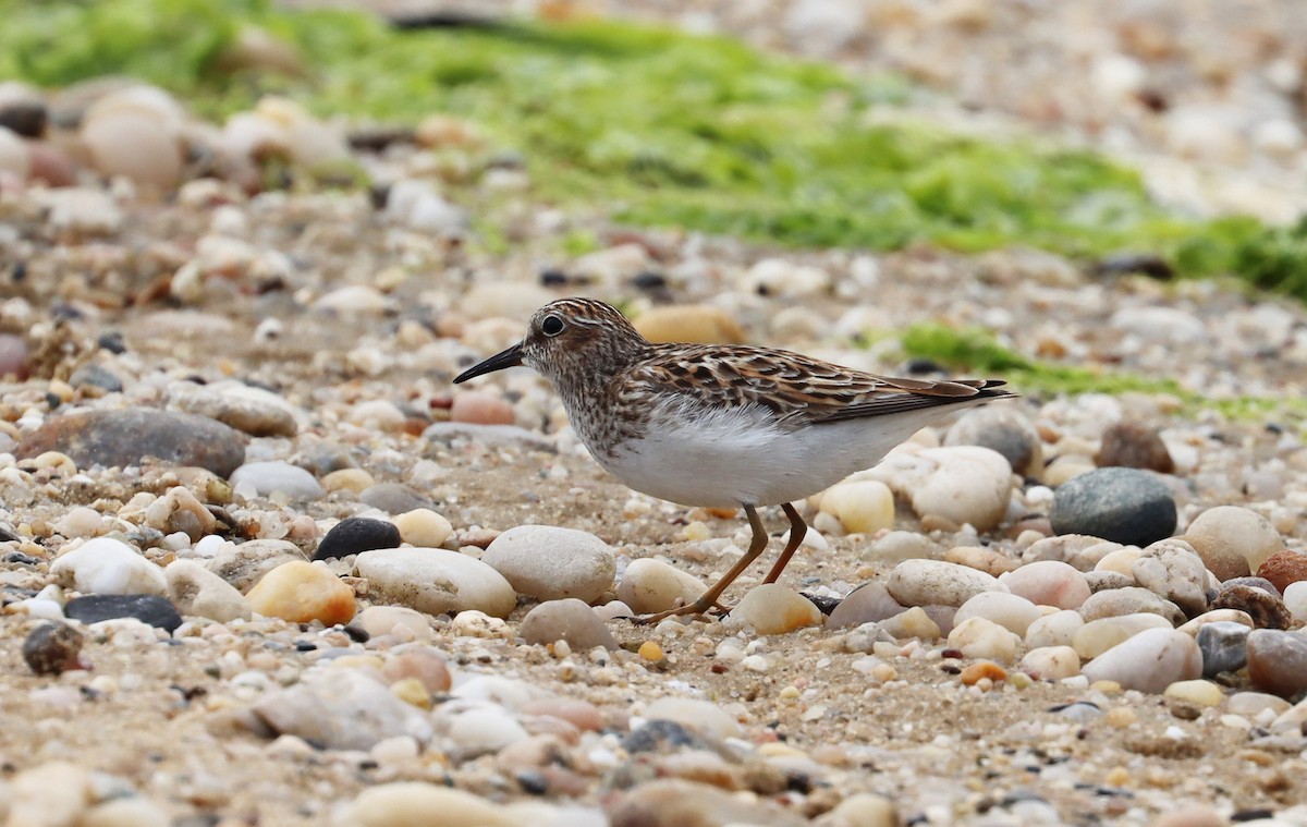 pygmésnipe - ML619048525